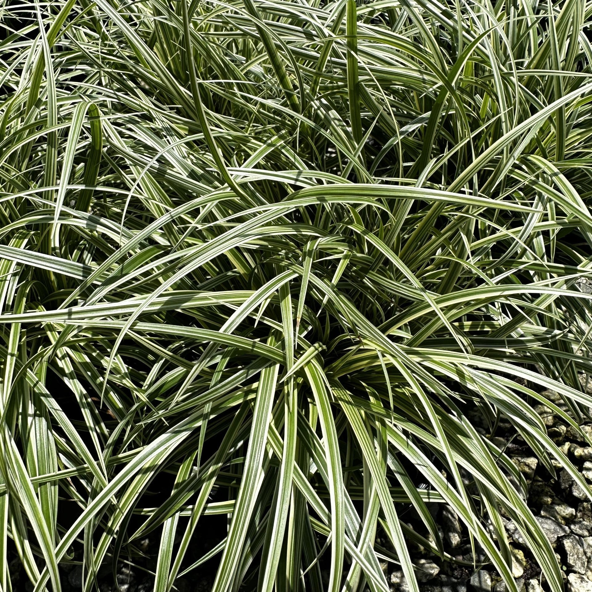 Ornamental Grasses