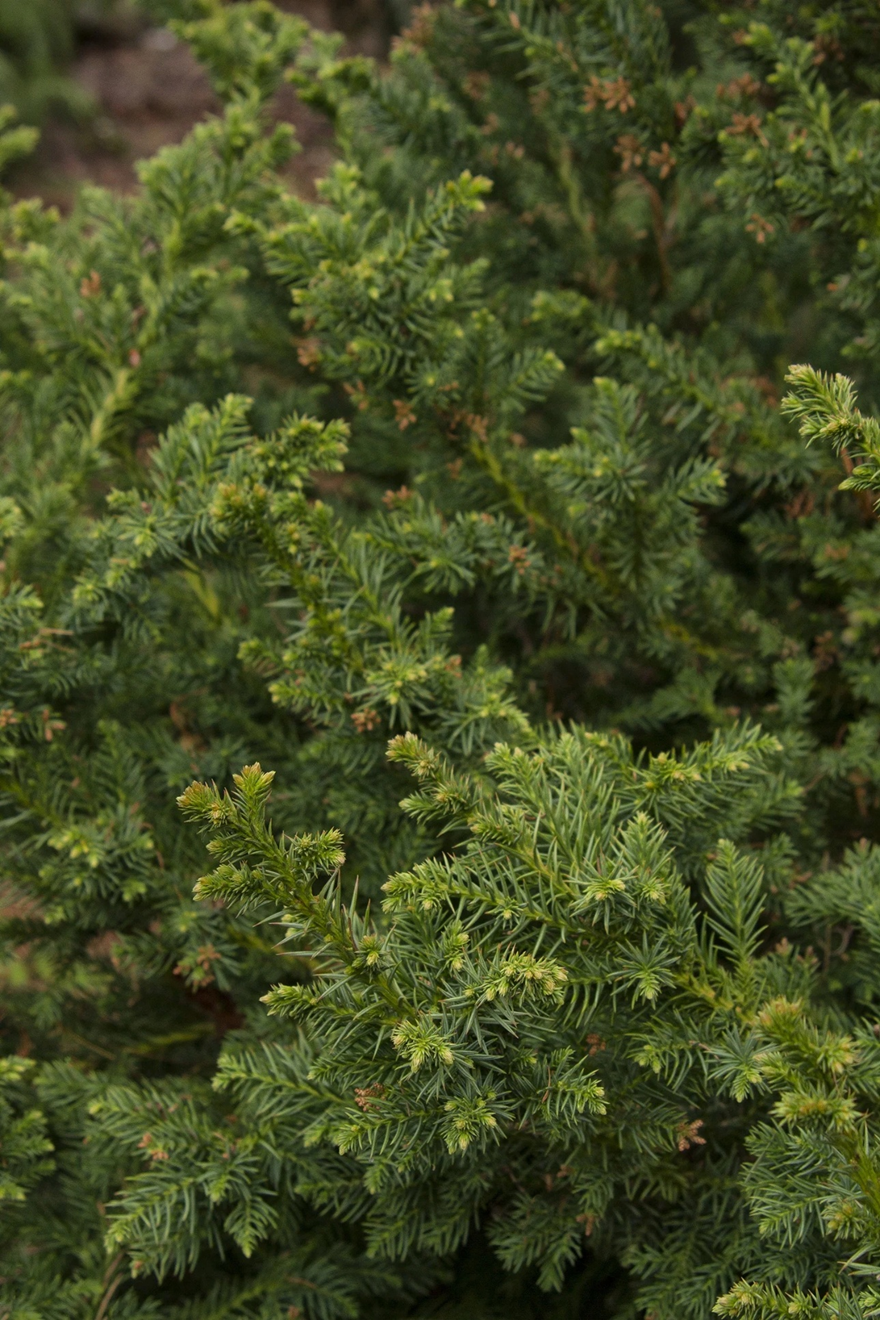 Conifers – Piedmont Carolina Tree & Shrub Farm Market