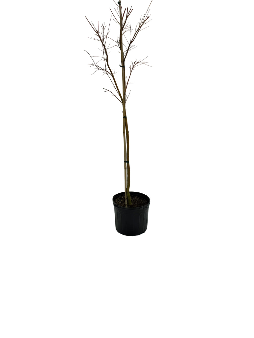 CORAL BARK JAPANESE MAPLE