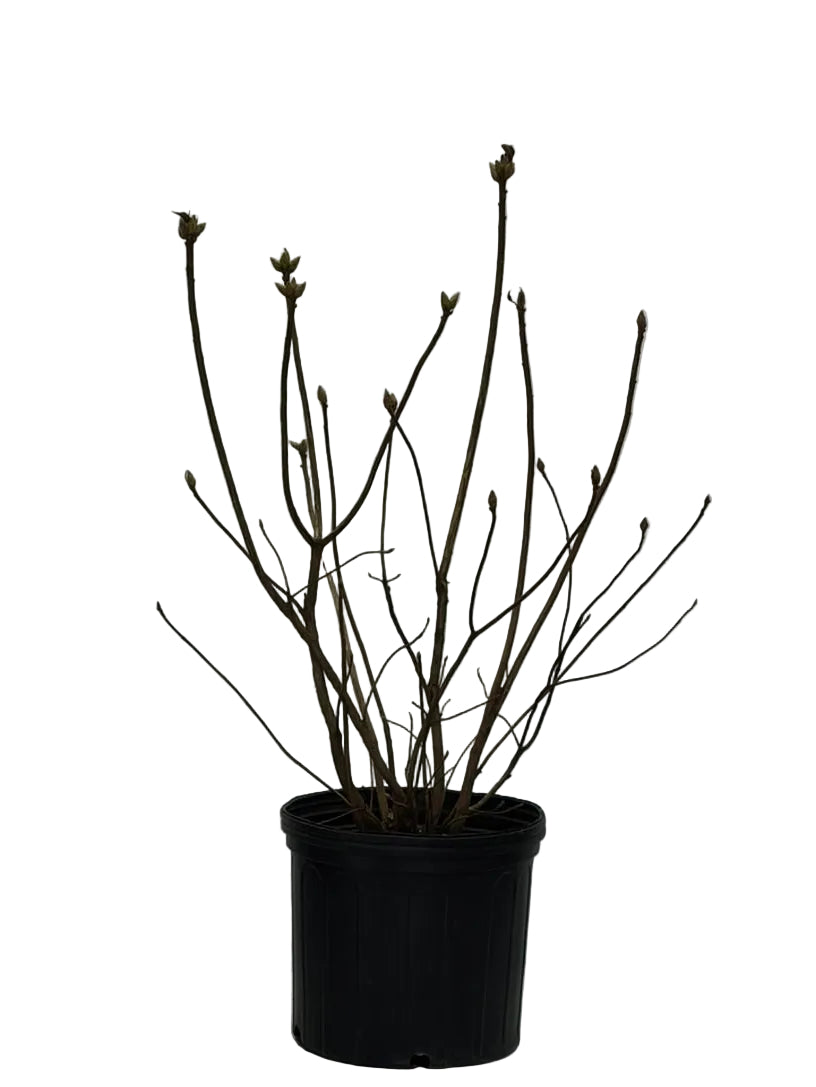 MANDARIN LIGHTS AZALEA