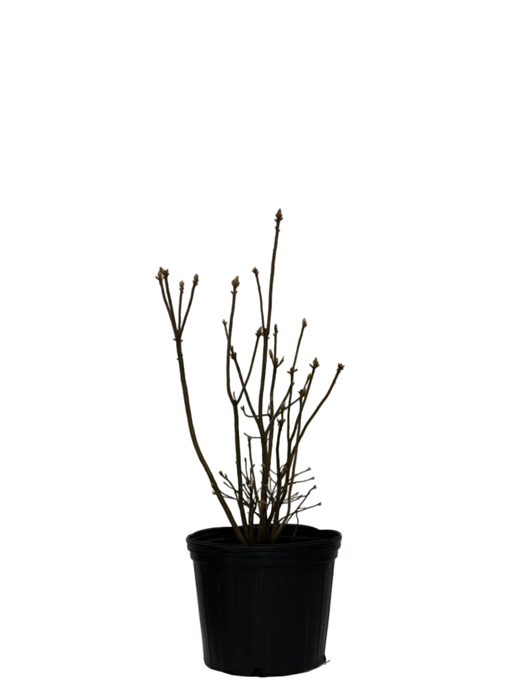 WHITE LIGHTS AZALEA