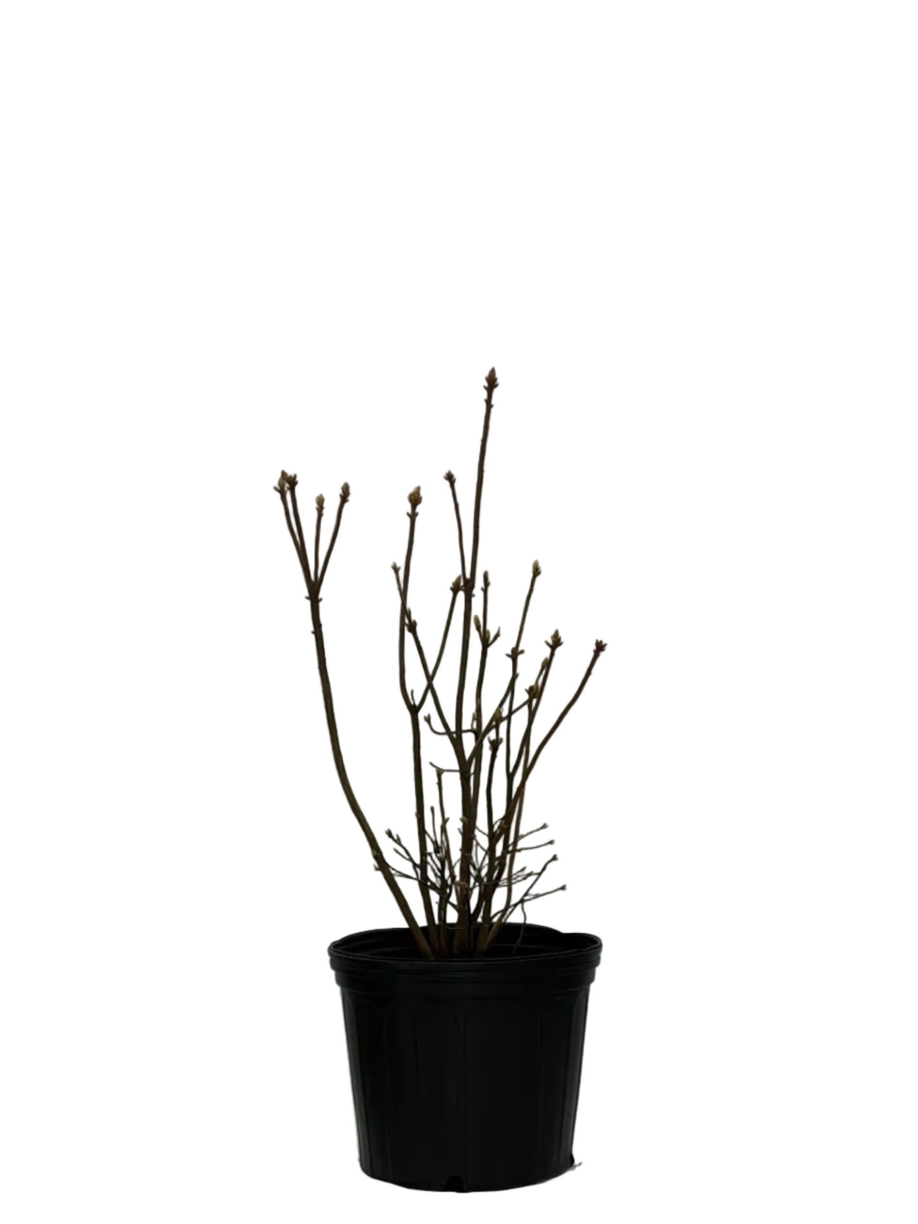 WHITE LIGHTS AZALEA