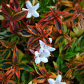 KALEIDOSCOPE ABELIA