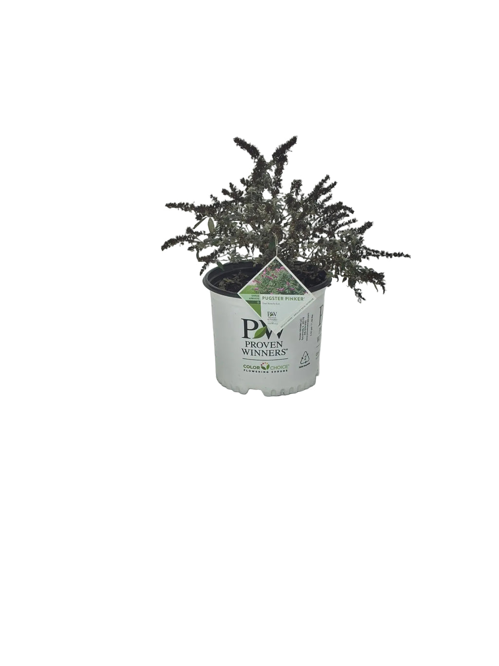 PUGSTER PINKER® BUTTERFLY BUSH