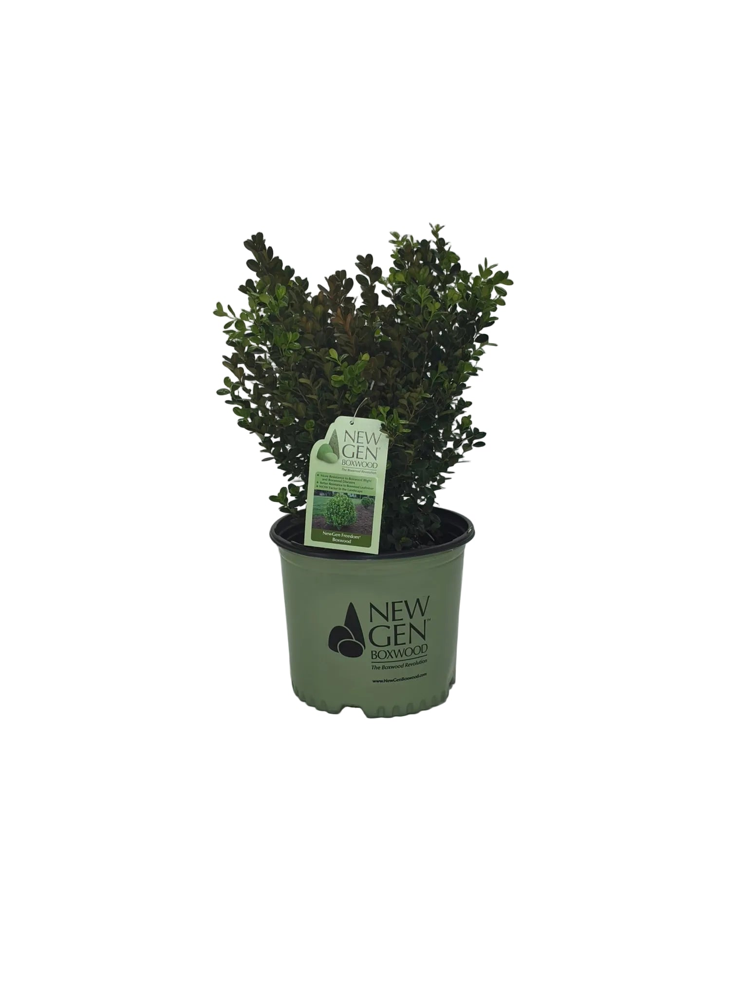 BOXWOOD NEWGEN FREEDOM®