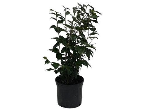 APRIL REMEMBERED CAMELLIA