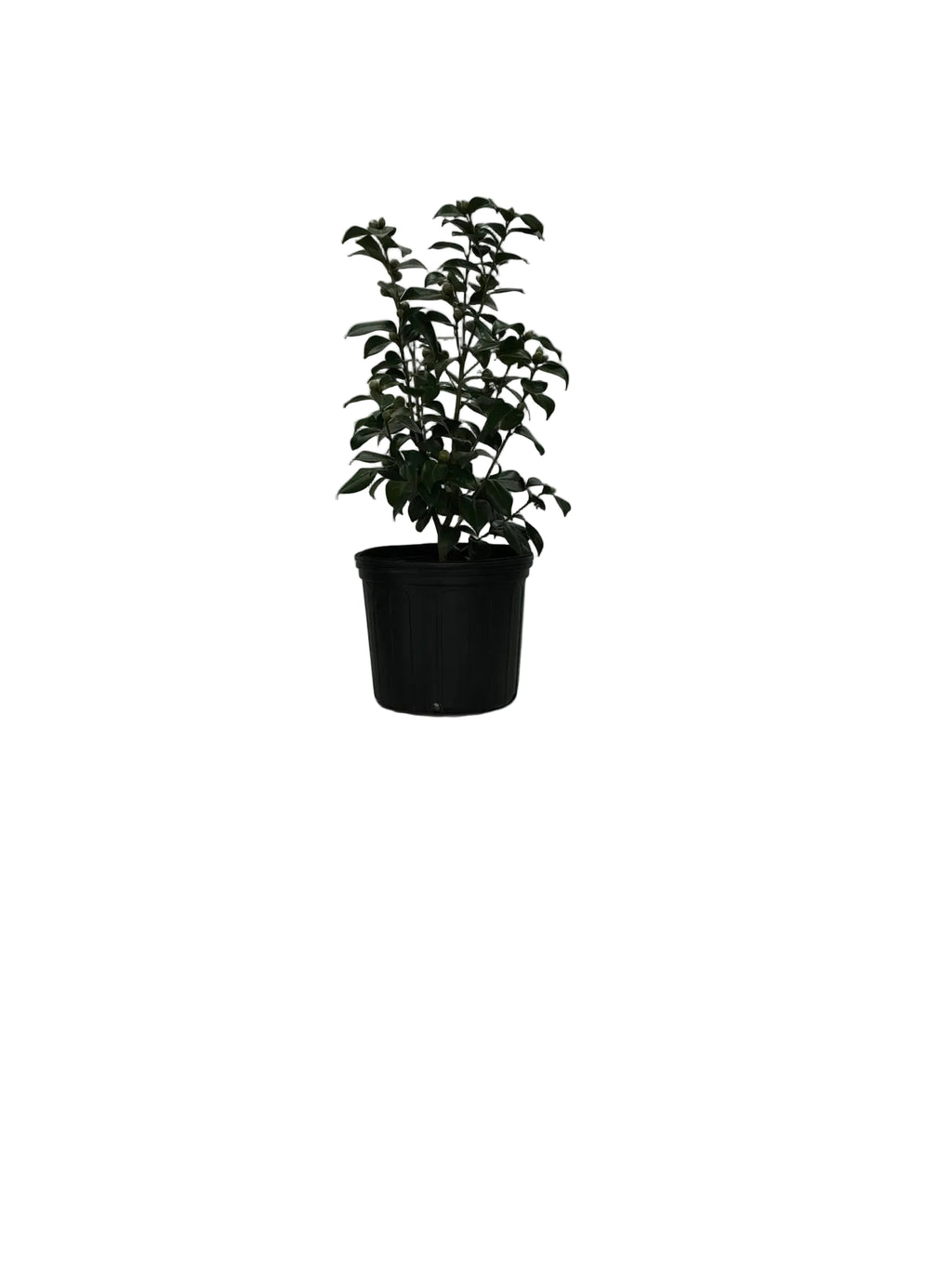 DR.J.C.RAULSTON CAMELLIA