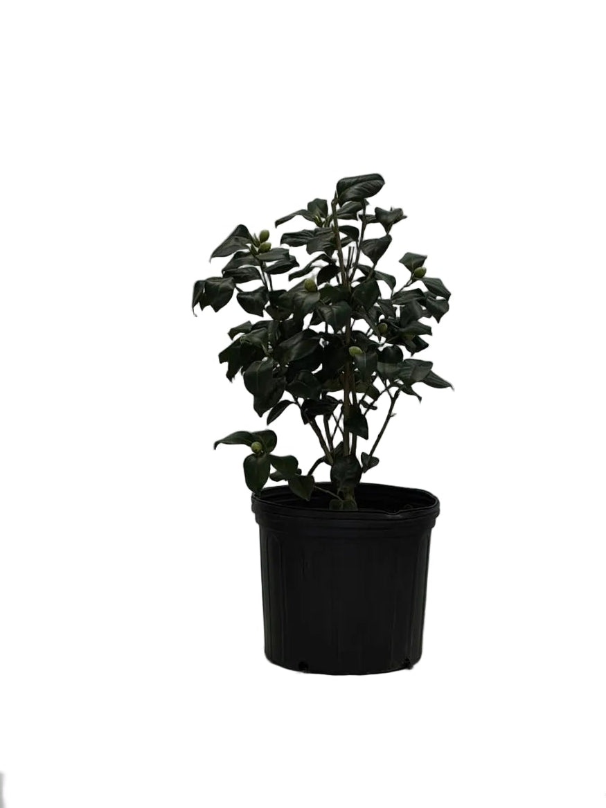 ROSEHILL RED CAMELLIA