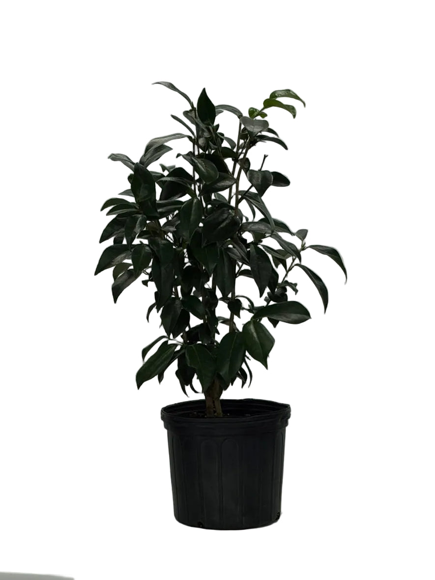 SILVER WAVES CAMELLIA
