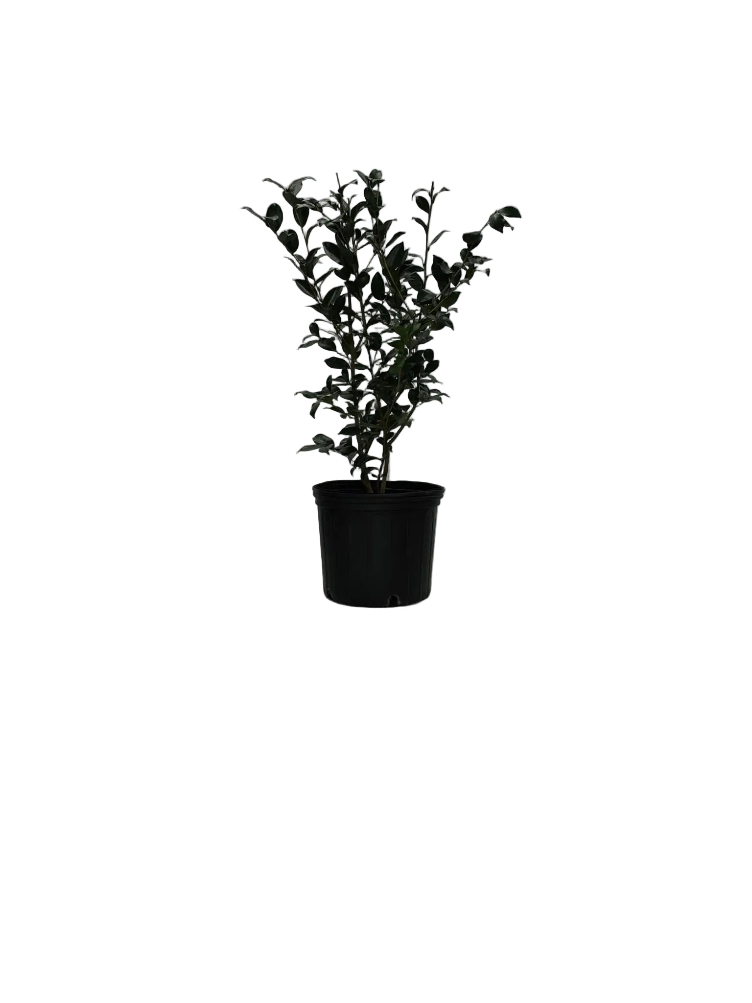 HANA JIMAN CAMELLIA