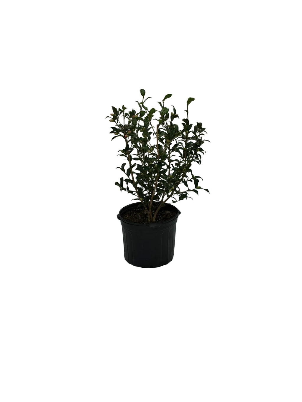 TAYLORS PERFECTION CAMELLIA