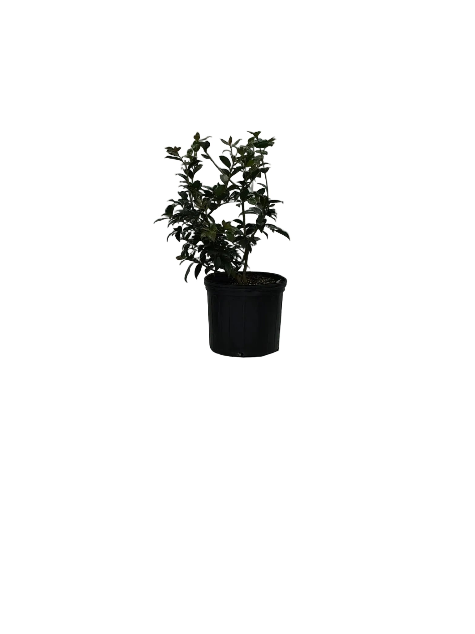 WINTER'S SNOWMAN CAMELLIA