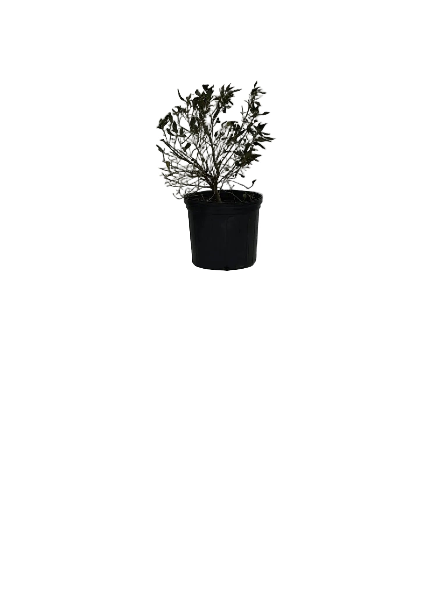 HUMMINGBIRD SUMMERSWEET