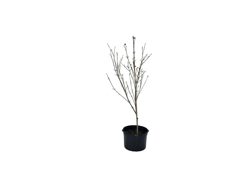 SCARLET FIRE™ KOUSA DOGWOOD