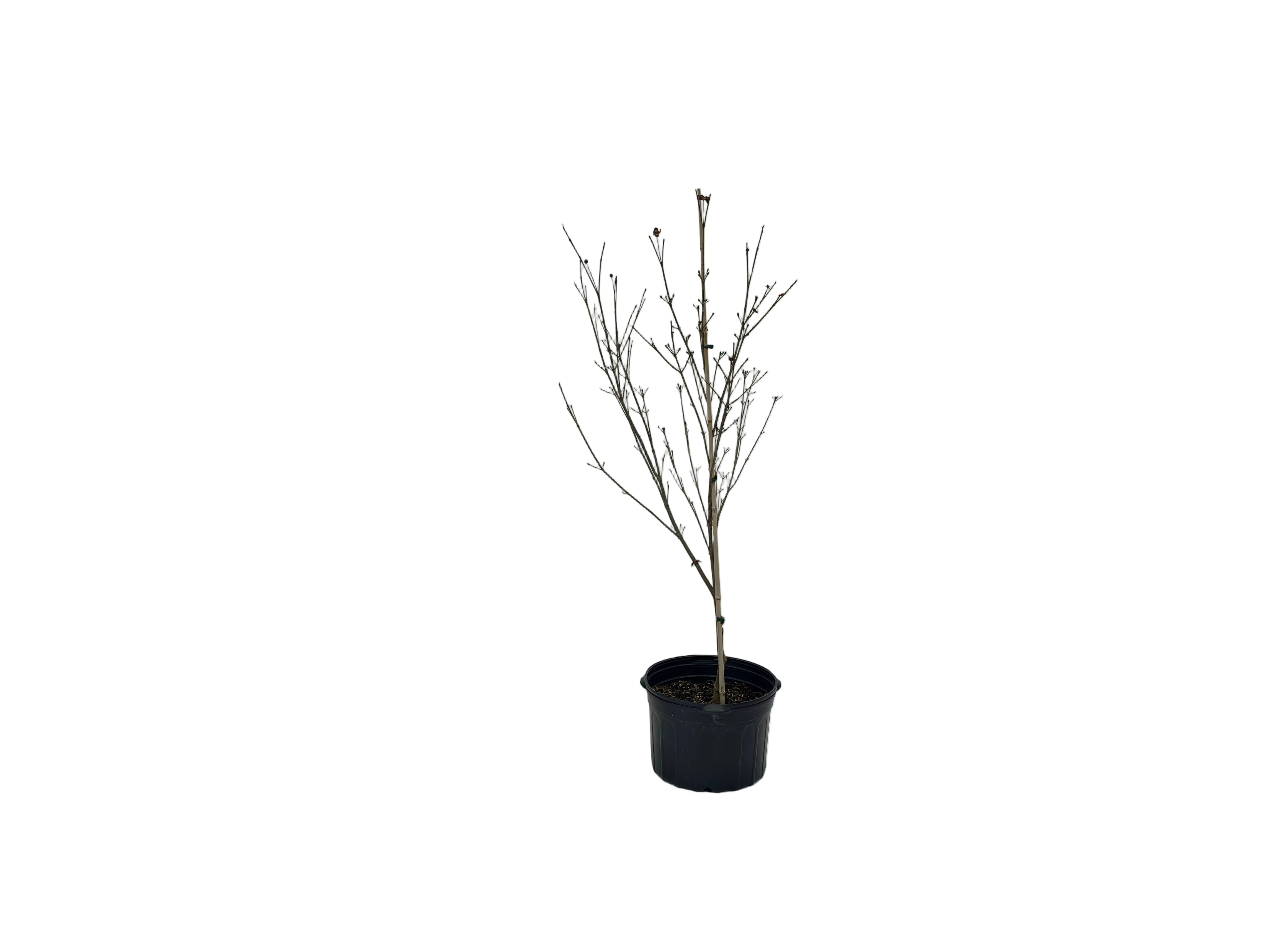 SCARLET FIRE™ KOUSA DOGWOOD
