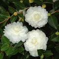 CAMELLIA SAS OCTOBER MAGIC WHITE SHI-SHI PP27533