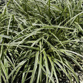 SILVER SCEPTRE SAGE