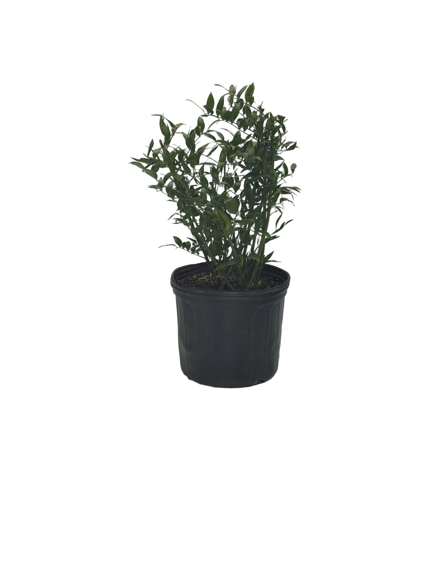 POET'S LAUREL