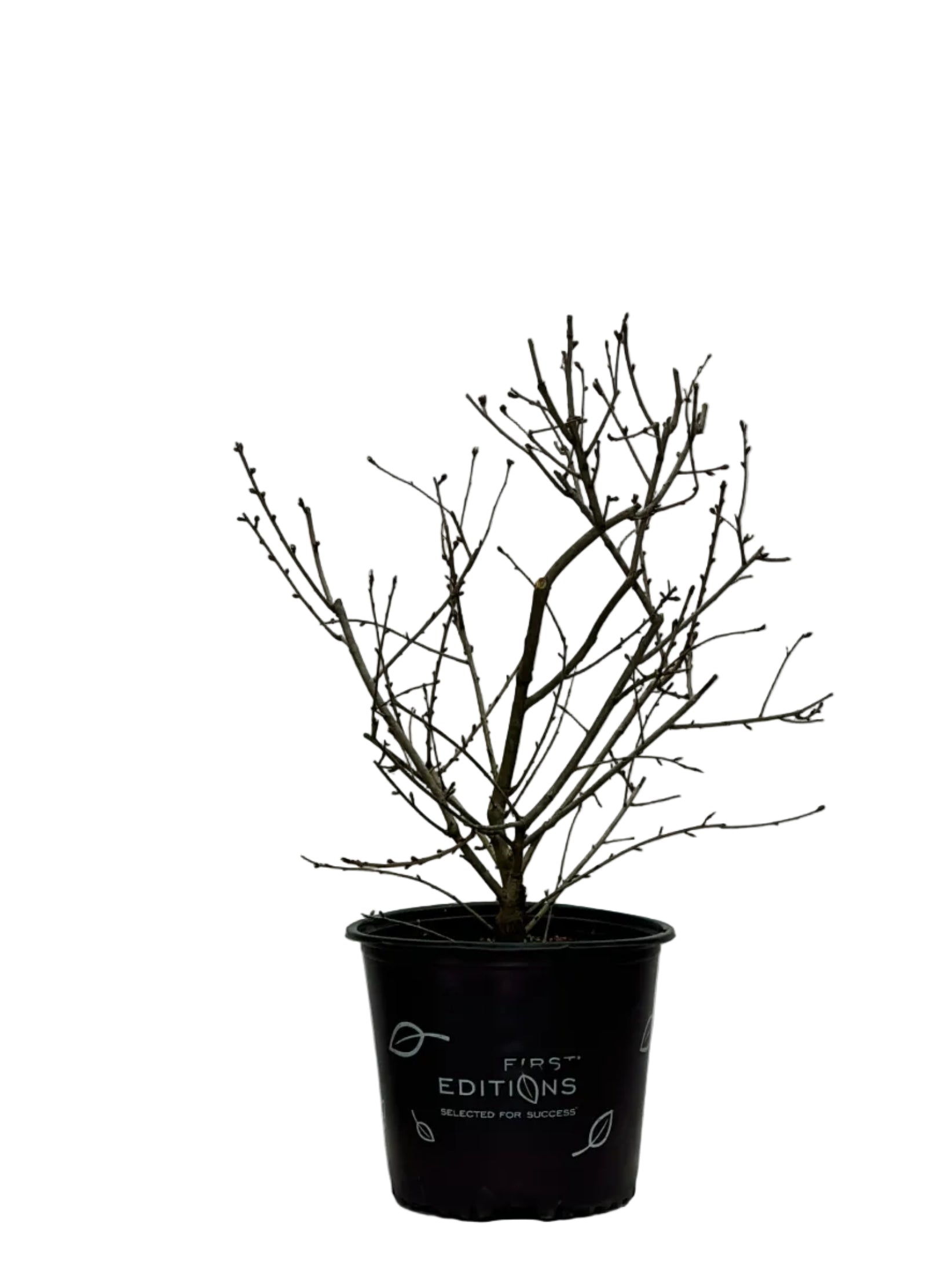 LOTUS MOON™ PEARL BUSH