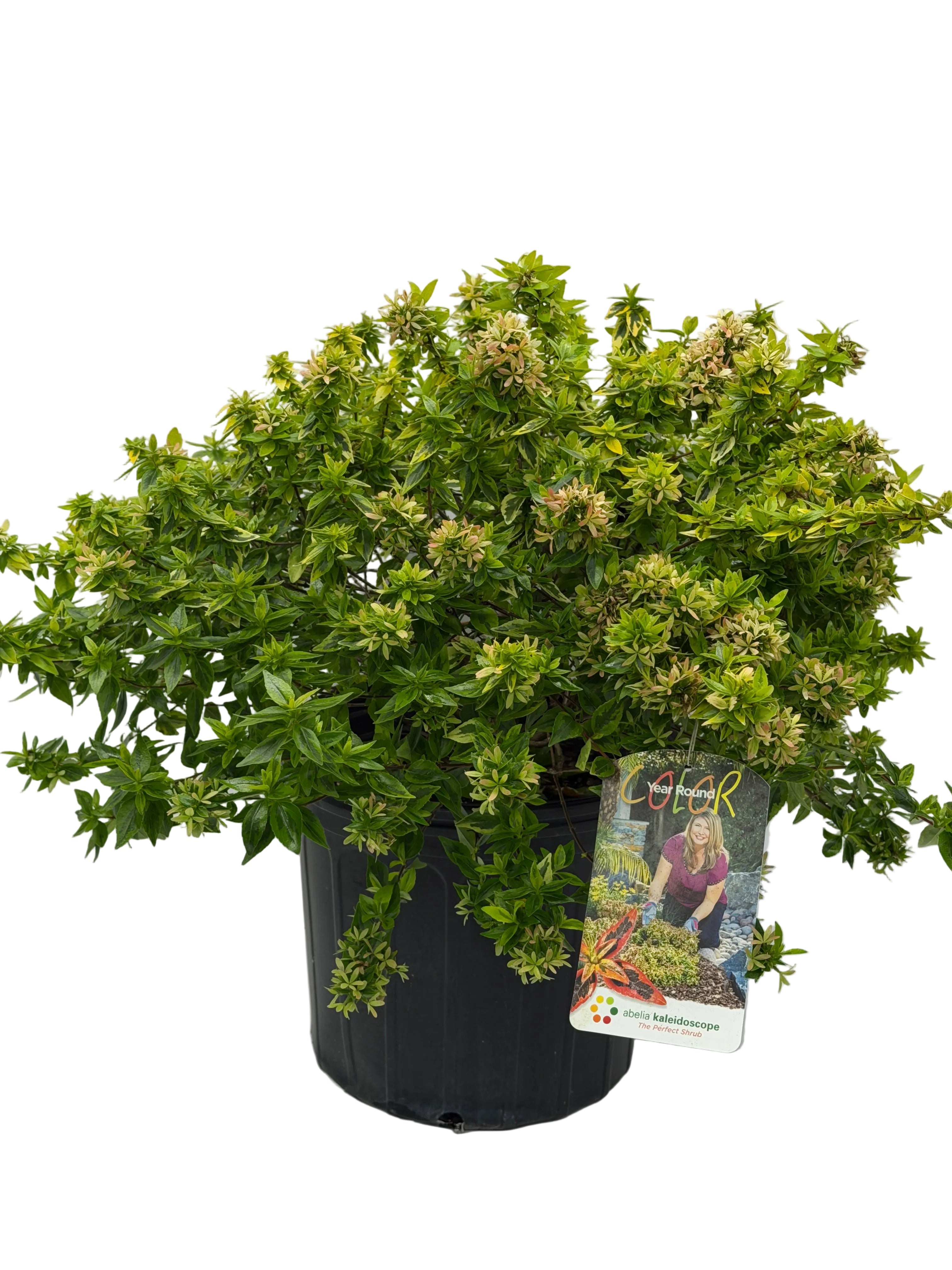 KALEIDOSCOPE ABELIA