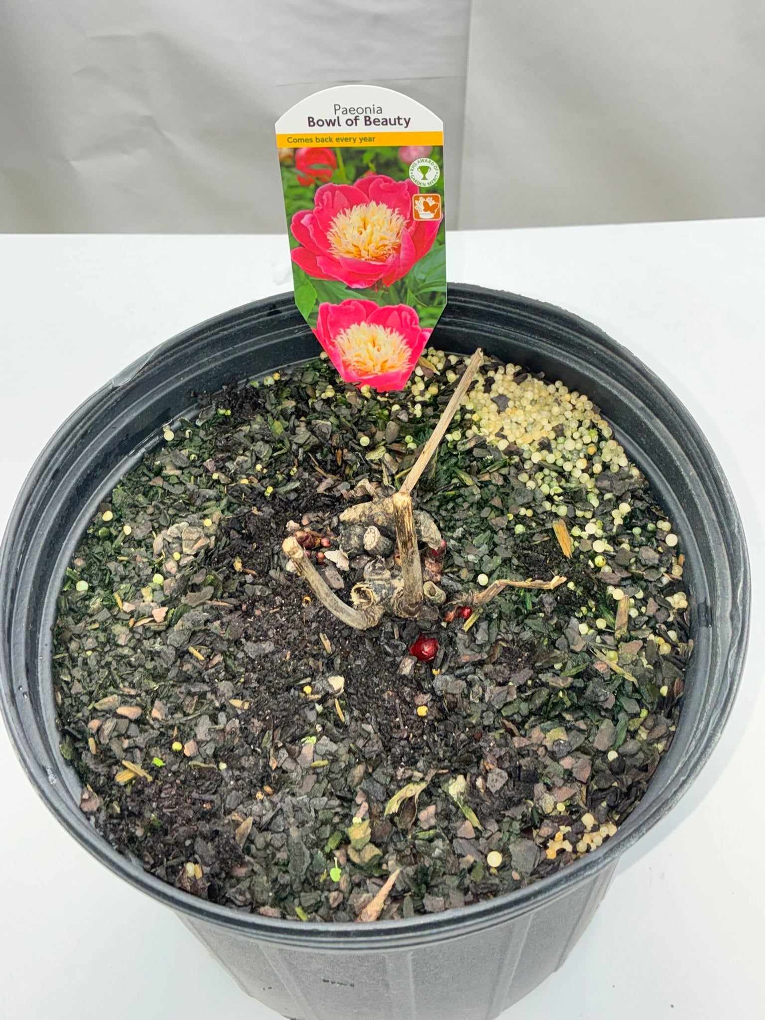 BOWL OF BEAUTY PEONY