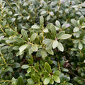 ILEX GLABRA 'NIGRA'