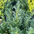 ILEX CRENATA 'HOOGENDORN'