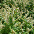 FIZZY MIZZY® SWEETSPIRE