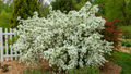 LOTUS MOON™ PEARL BUSH