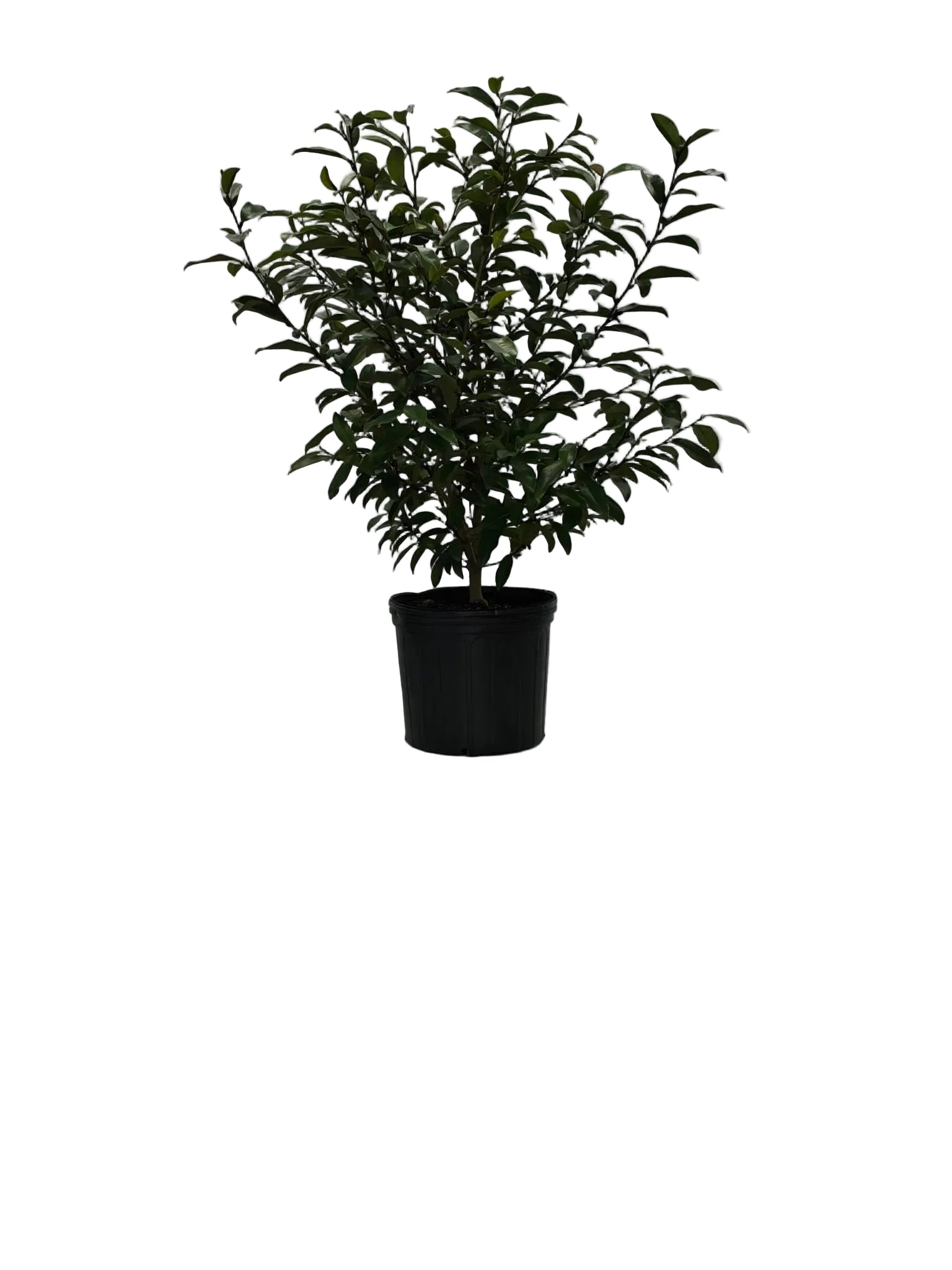 SERENDIPITY BANANA SHRUB