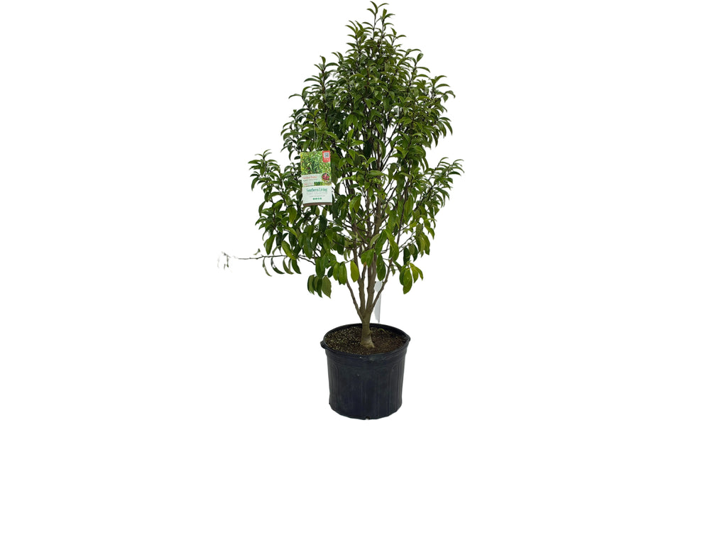 STELLAR RUBY BANANA SHRUB