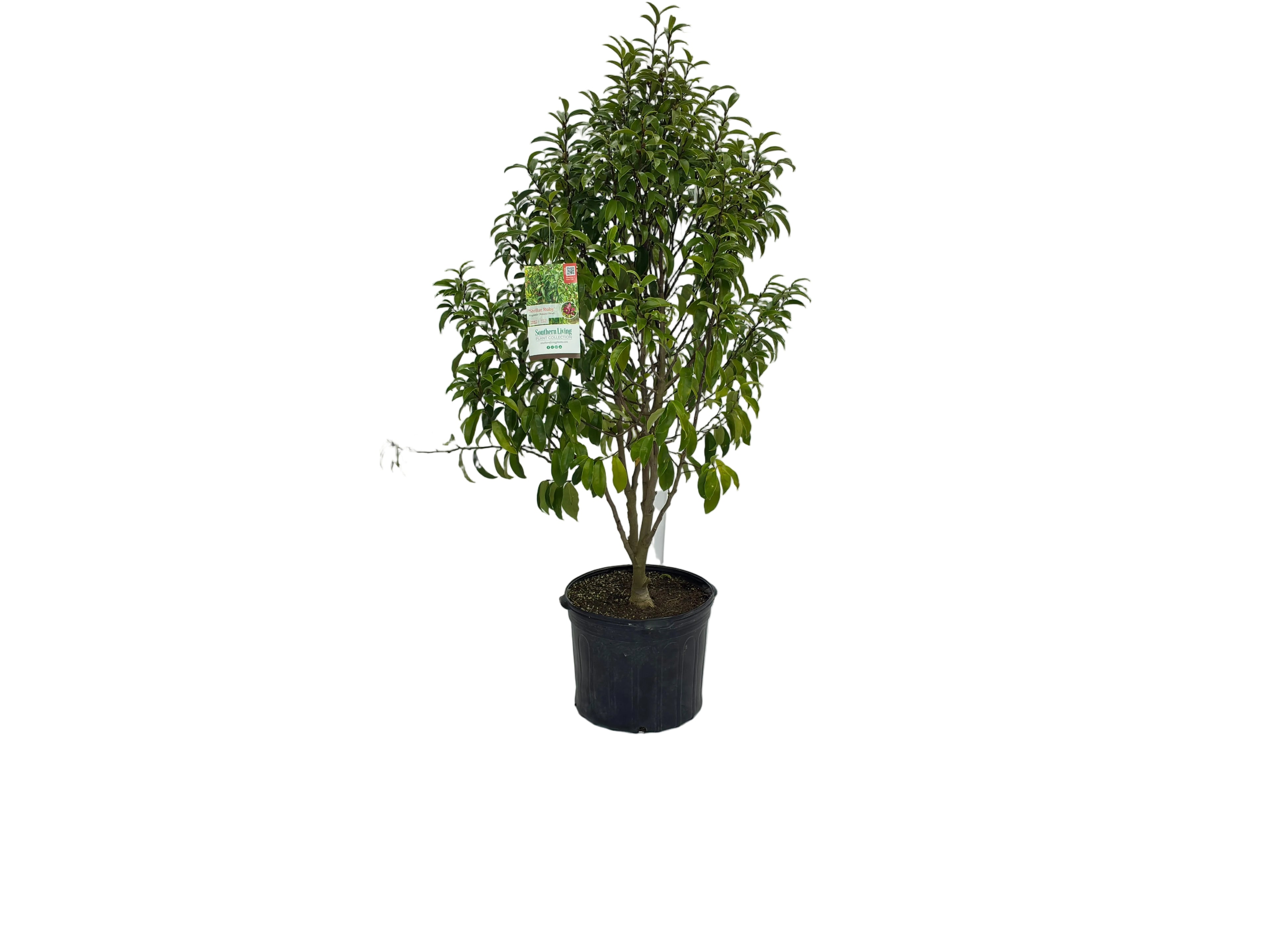STELLAR RUBY BANANA SHRUB
