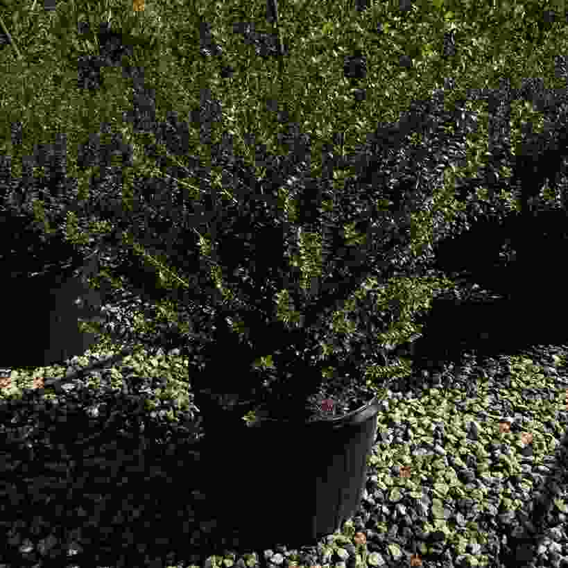OSMANTHUS HETEROPHYLLUS 'KAORI HIME' PARTY PRINCESS® - 7G – Piedmont ...