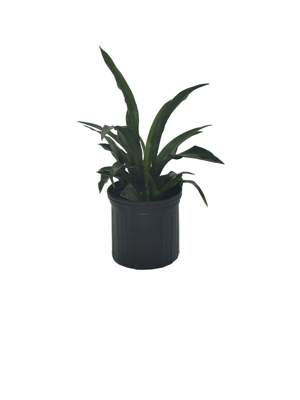 SACRED LILY