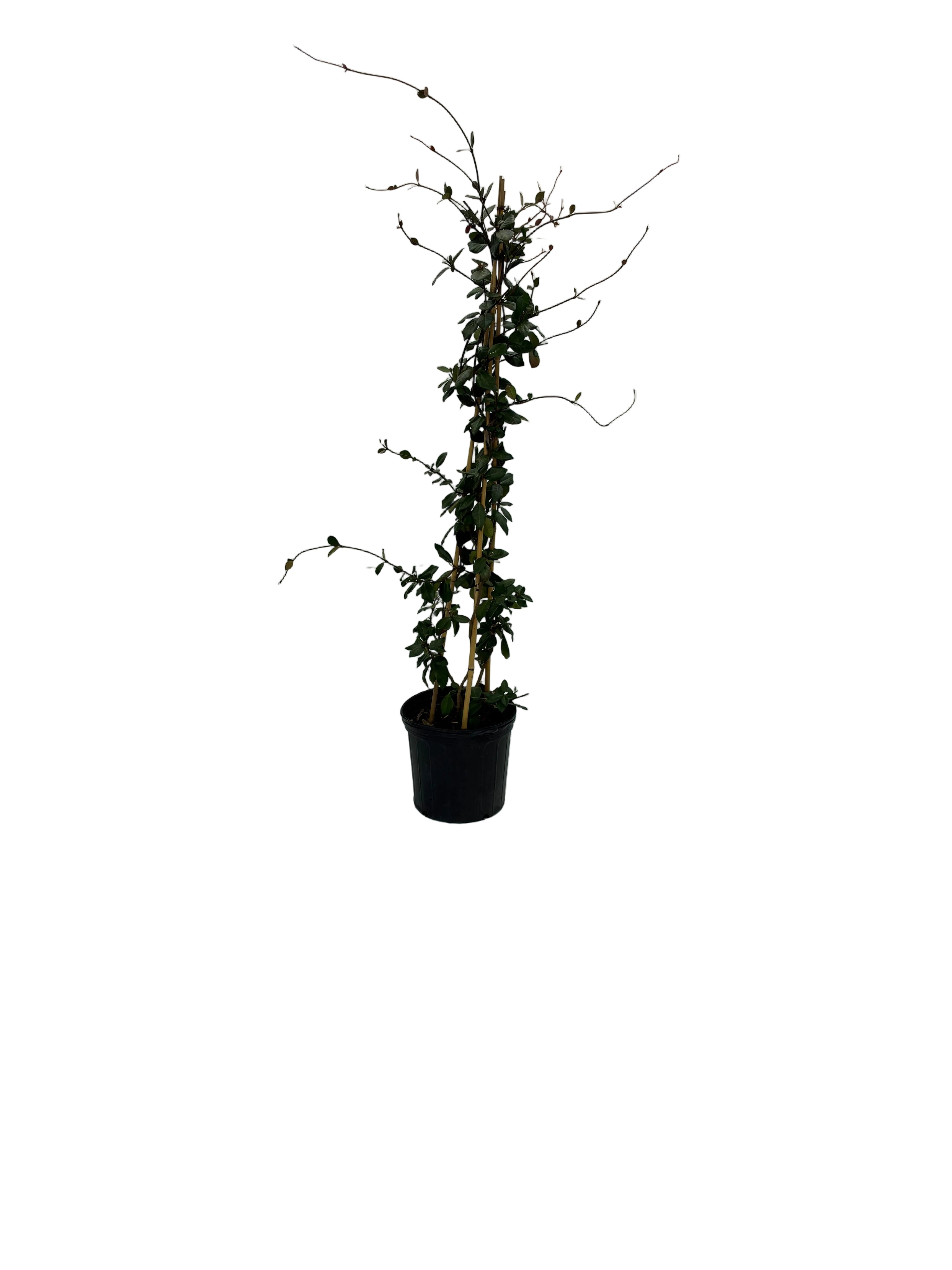 MADISON STAR JASMINE