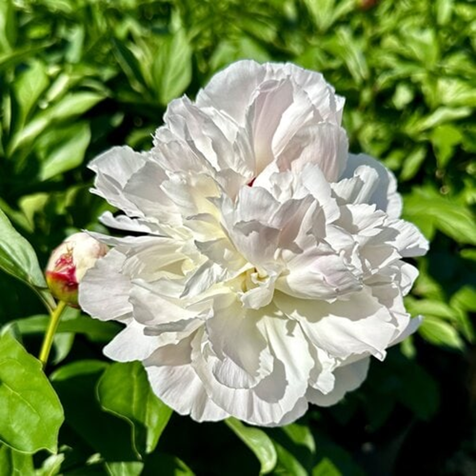 SHIRLEY TEMPLE PEONY