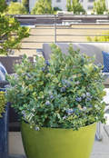 PEACH SORBET® BLUEBERRY