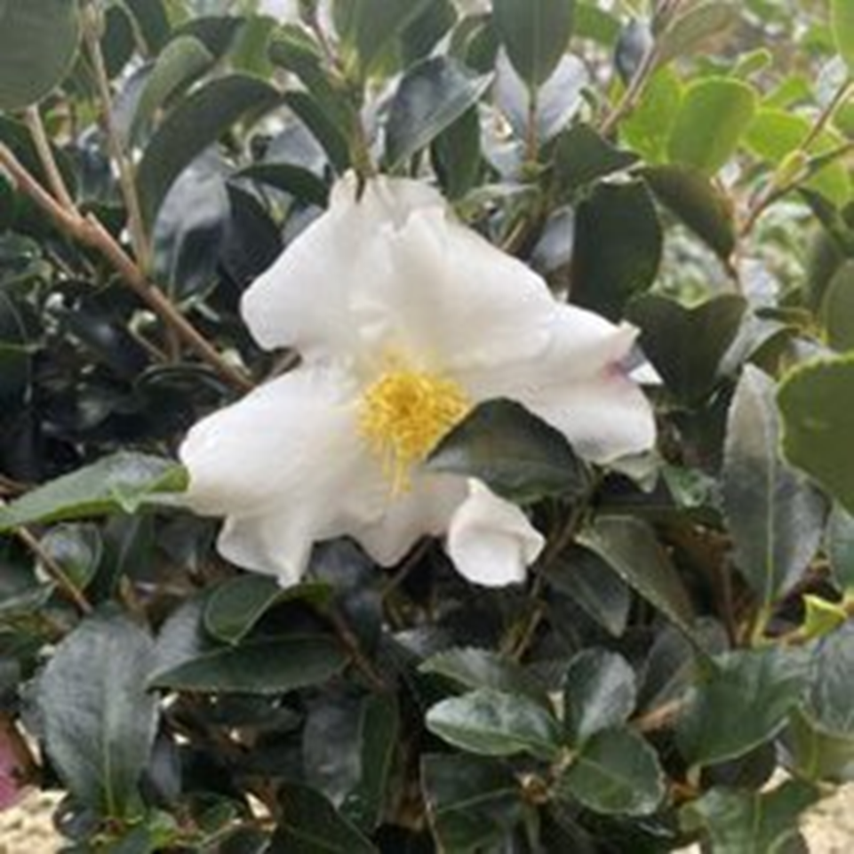 HANA JIMAN CAMELLIA