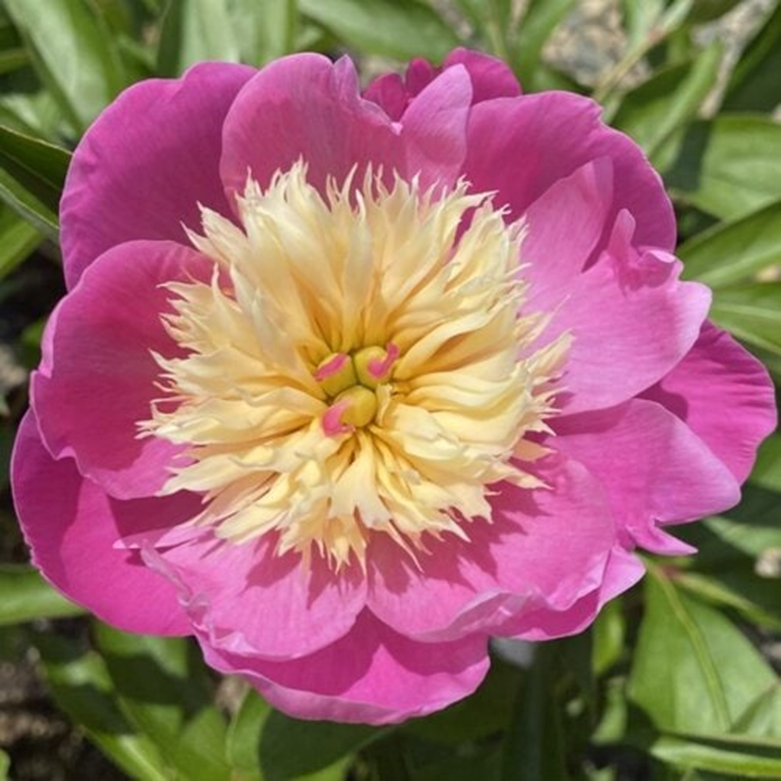 BOWL OF BEAUTY PEONY