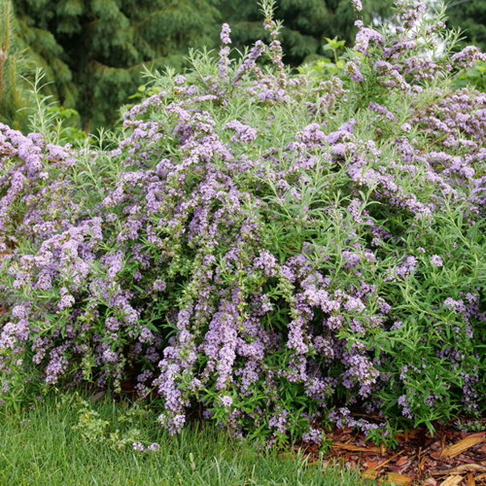 MOP TOP™ BUTTERFLY BUSH