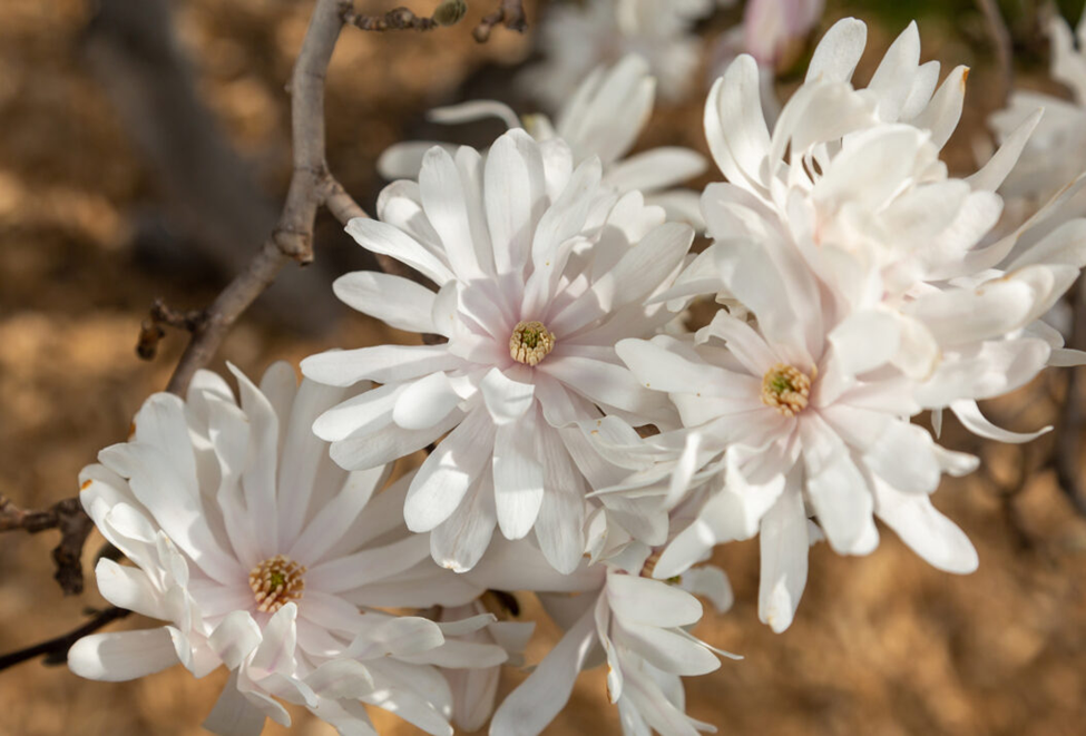 CENTENNIAL BLUSH STAR MAGNOLIA