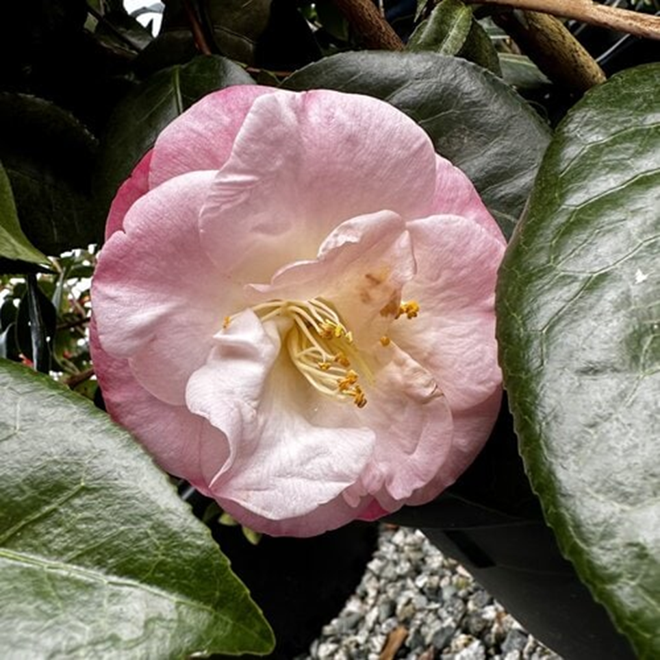 APRIL REMEMBERED CAMELLIA