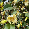 SERENDIPITY BANANA SHRUB