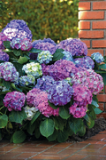 LA DREAMIN® HYDRANGEA
