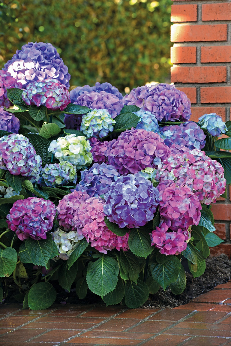 LA DREAMIN® HYDRANGEA
