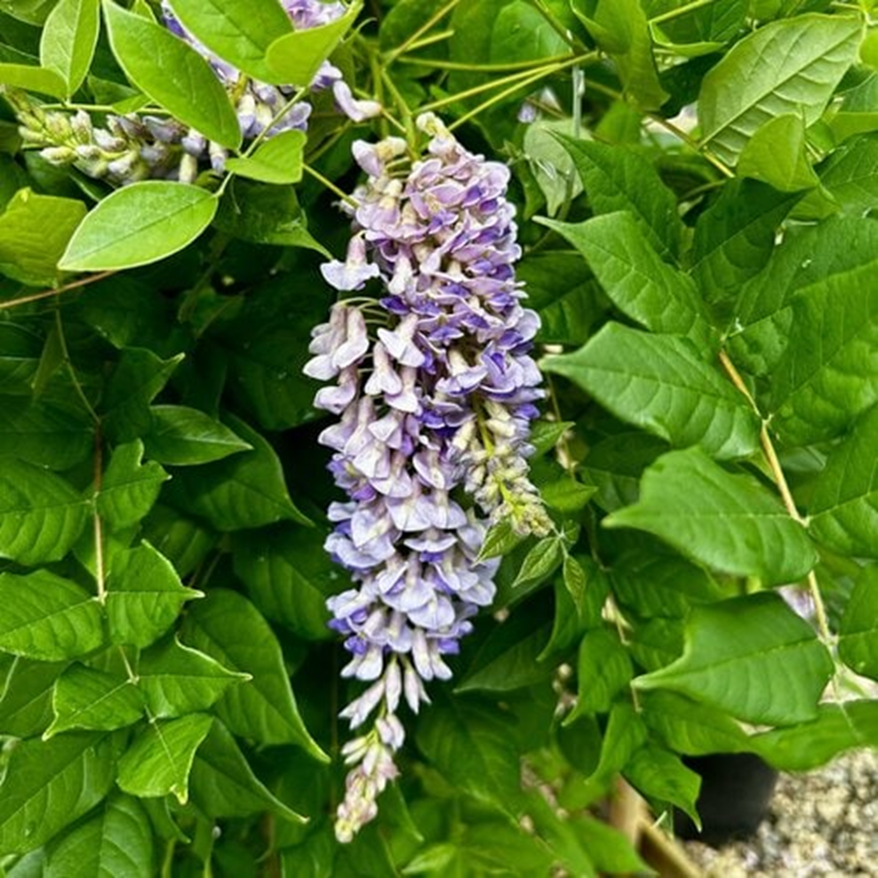 BLUE MOON KENTUCKY WISTERIA