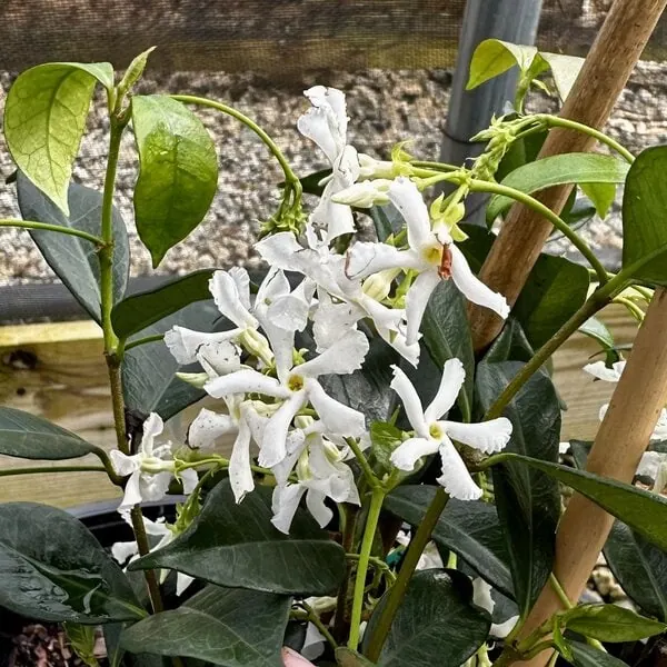 MADISON STAR JASMINE