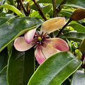STELLAR RUBY BANANA SHRUB