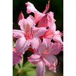 CANDY LIGHTS AZALEA