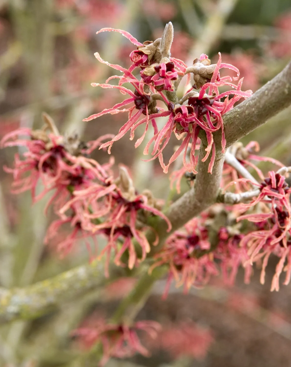 DIANE WITCH HAZEL